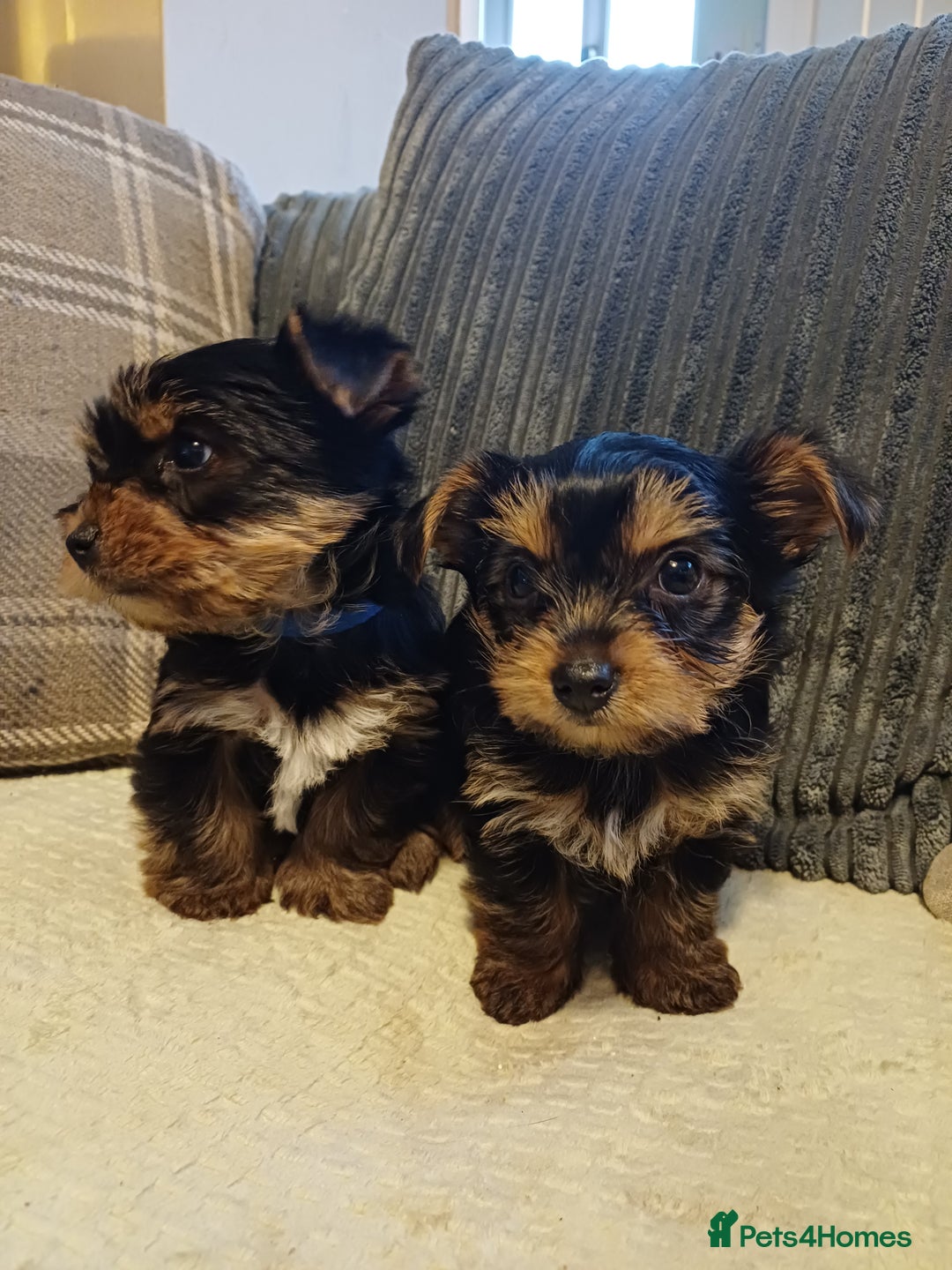 Yorkshire Terrier dogs for sale: Gorgeous puppies❤️❤️🩵🩵 - Advert 13