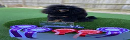 Miniature Poodle dogs for stud: Small RKC registered Miniature Phantom Poodle - Advert 3