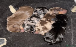 Miniature Dachshund dogs for sale: Miniature dapple Daschunds  - Image 12