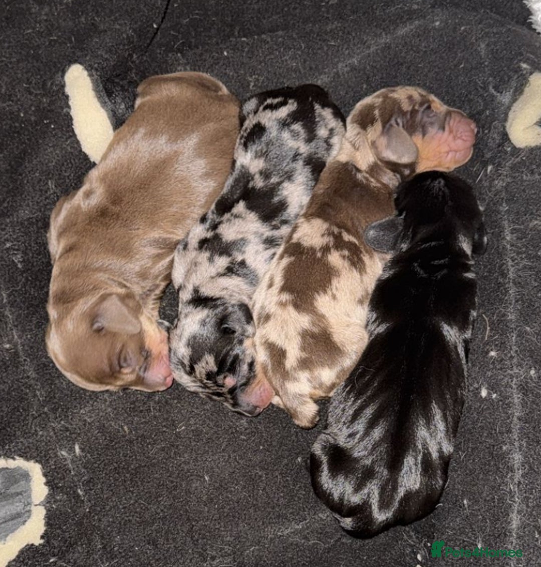 Miniature Dachshund dogs for sale: Miniature dapple Daschunds  - Image 12