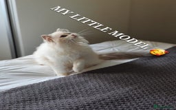 Ragdoll cats for sale: 🔥PRESTIGIOUS BEAST SIZE EU FEMALE🔥  - Advert 20