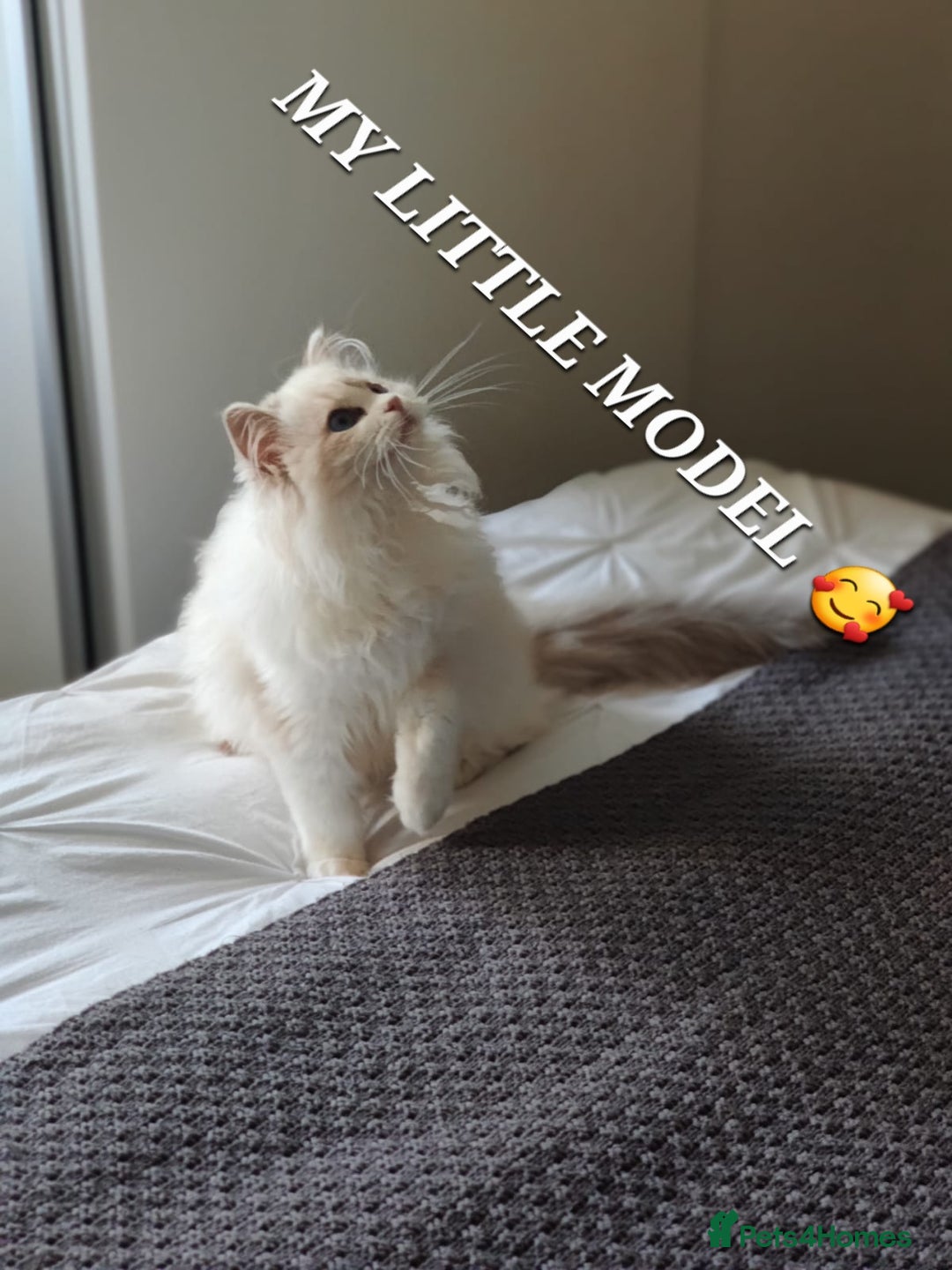 Ragdoll cats for sale: 🔥PRESTIGIOUS BEAST SIZE EU FEMALE🔥  - Advert 20