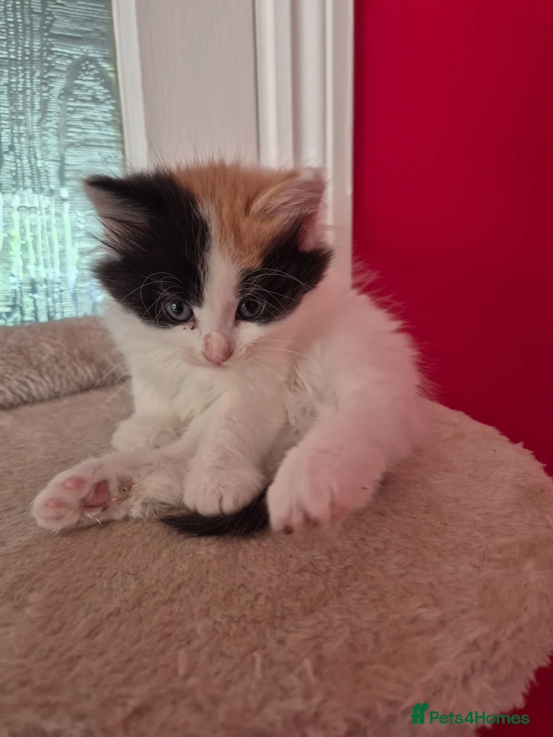 Mixed Breed cats for sale: Kittens for Sale - Chulmleigh Devon - Advert 2