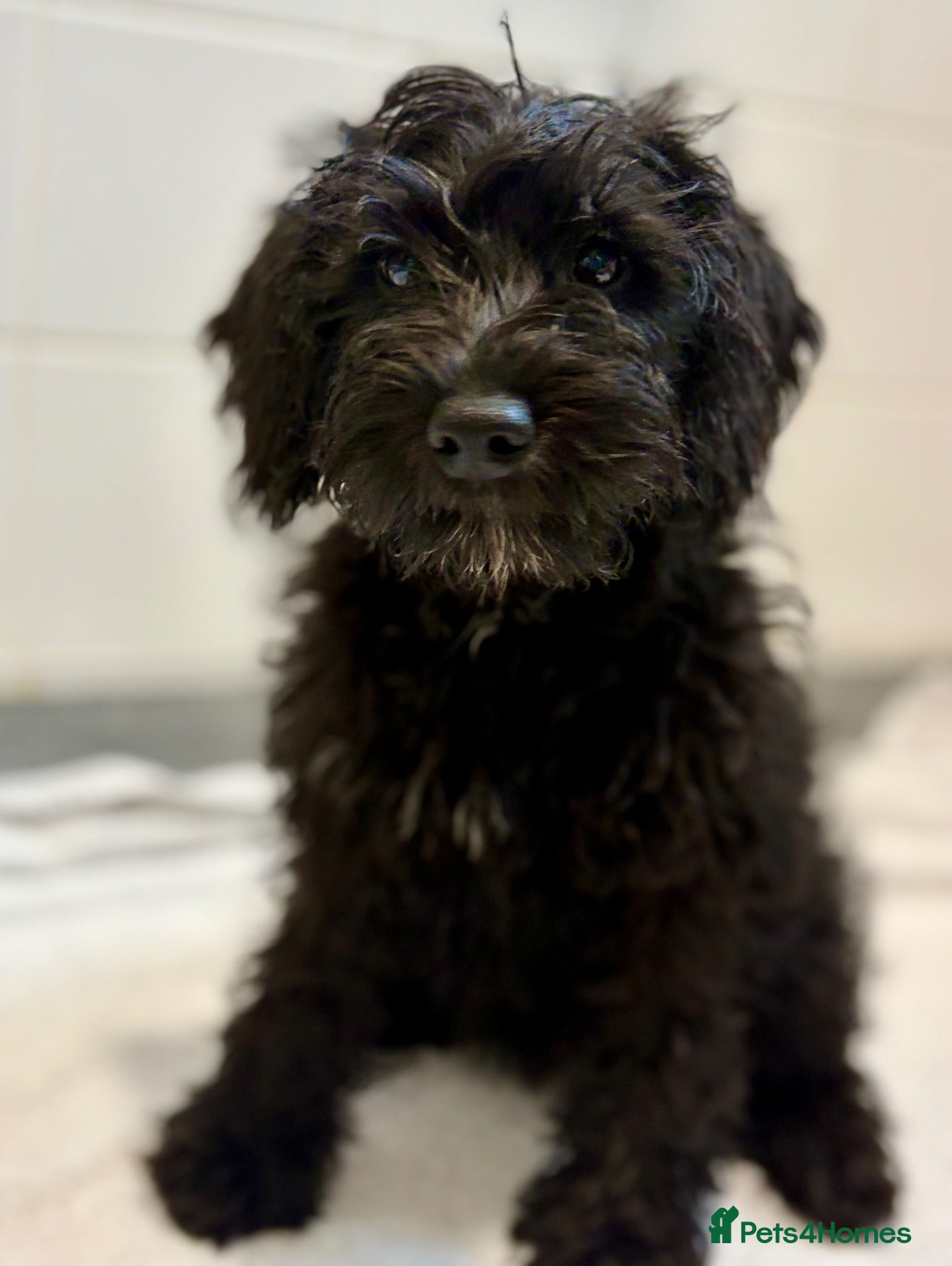 Schnoodle dogs ⭐️⭐️Ready Now - Miniature F1 Schnoodles ⭐️⭐️ - Advert 1