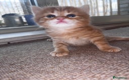Domestic Shorthair cats for sale: Siberian Mixed (Fluffy Kittens)  - Image 7