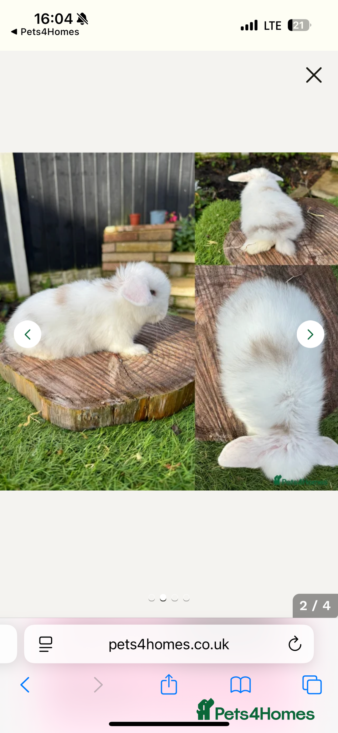 Mini Lop rabbits for sale: One lovely mini lop baby boy - Advert 3