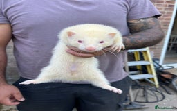 Ferret rodents for sale: Ferrets  - Image 5