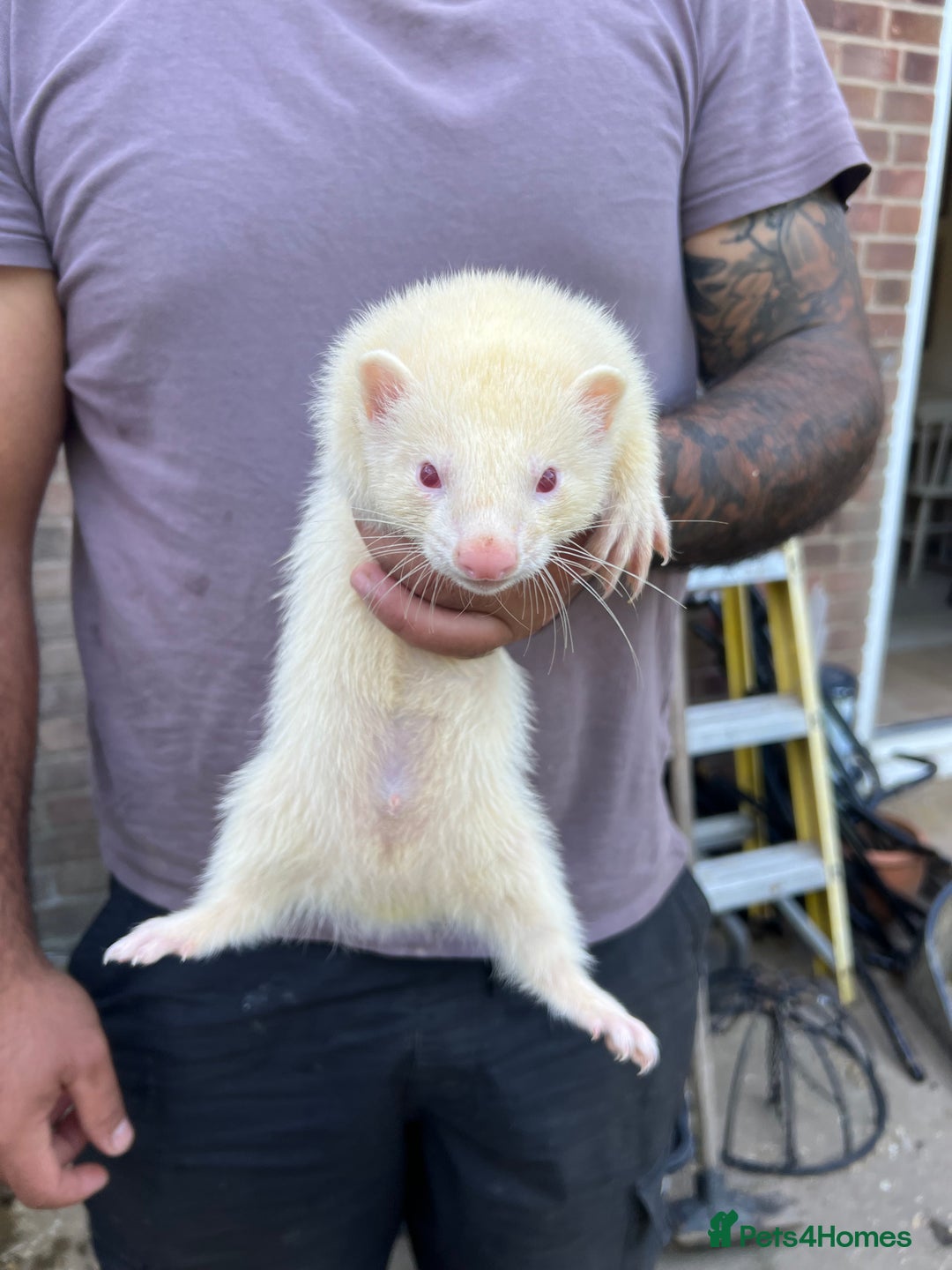 Ferret rodents for sale: Ferrets  - Image 5