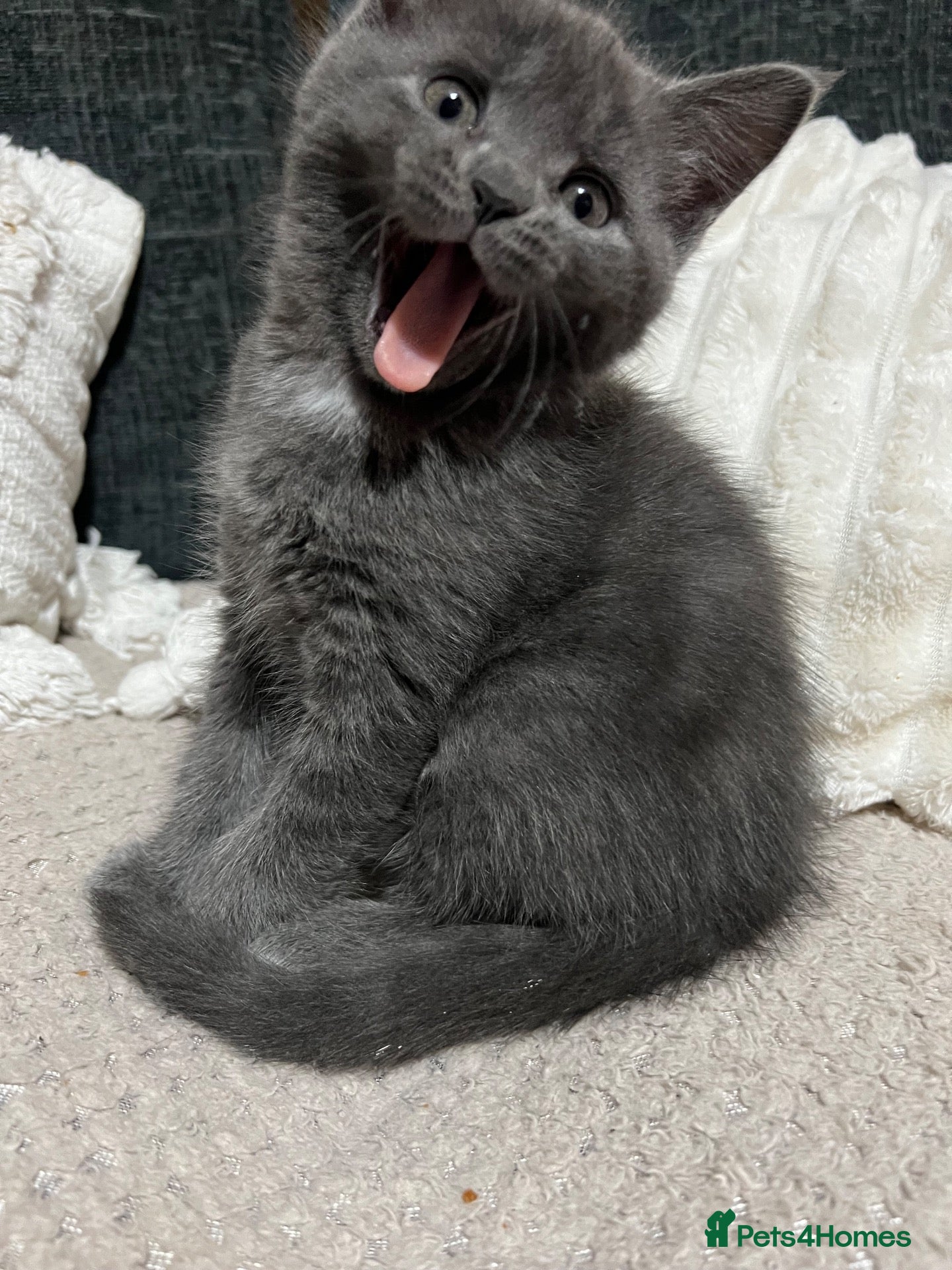 Mixed Breed cats Beautiful Grey kittens looking for a home  - Advert 22
