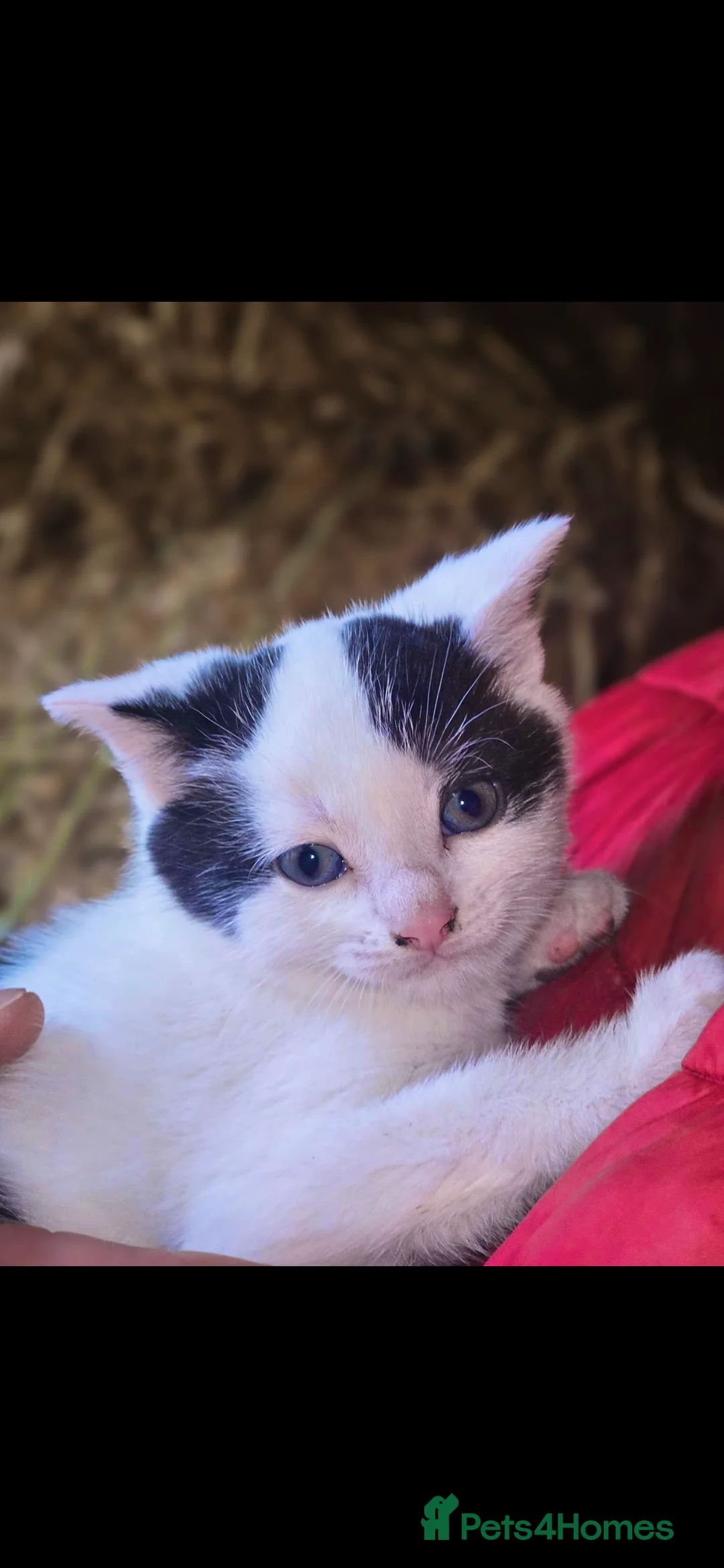 Mixed Breed cats for sale: Kittens for Sale - Advert 4