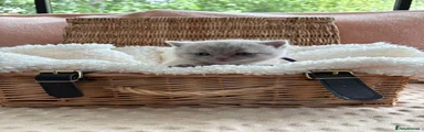British Shorthair Lilac Male