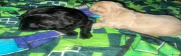 Maltipoo dogs for sale: Maltijack/toy poodle  - Advert 9