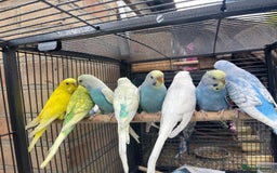 Budgerigars birds for sale: Baby Babies - Image 4