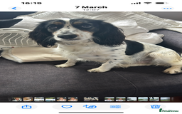 Cocker Spaniel dogs for sale: Beautiful Working Cocker Spaniel puppies - Advert 3