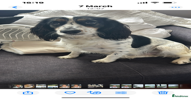 Cocker Spaniel dogs Beautiful Working Cocker Spaniel puppies - Advert 5