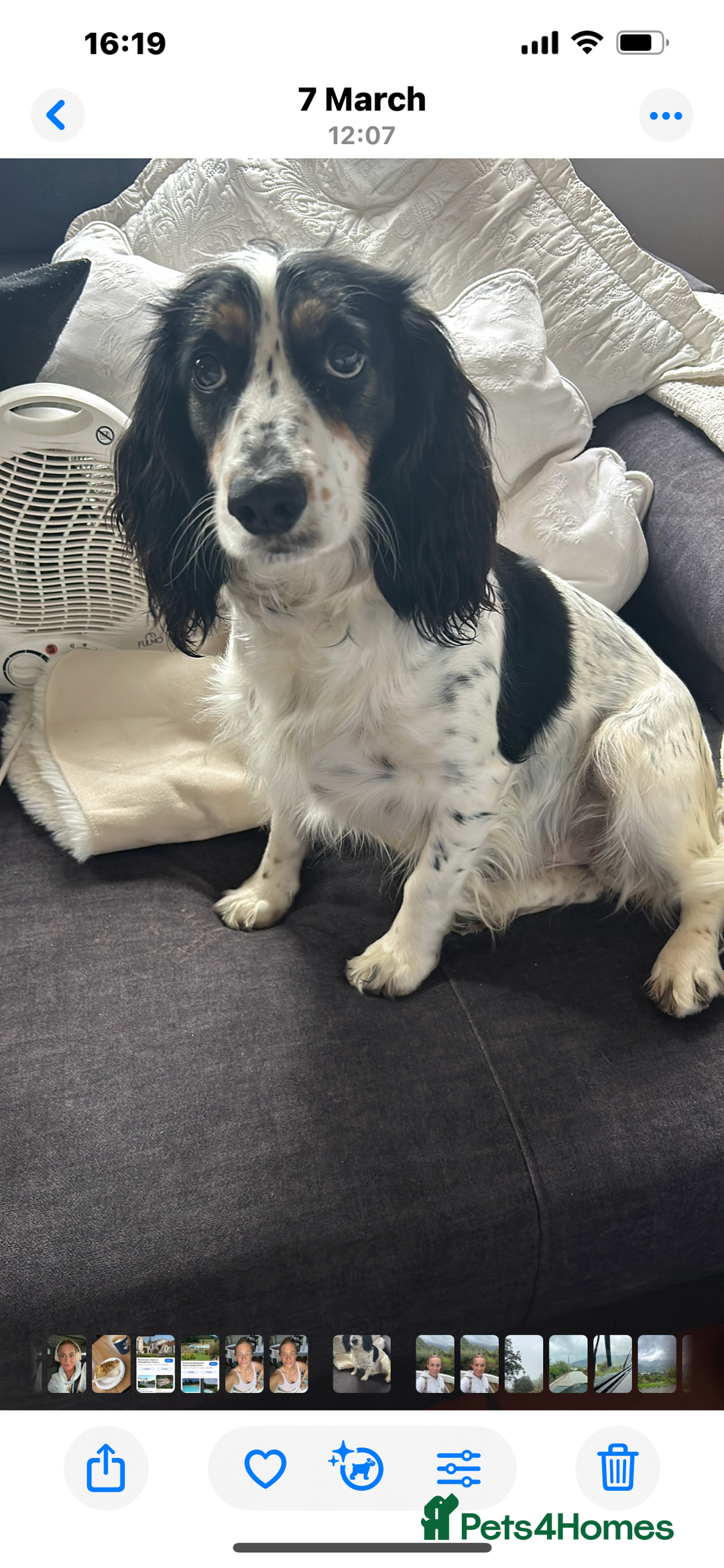 Cocker Spaniel dogs for sale: Beautiful Working Cocker Spaniel puppies - Advert 3