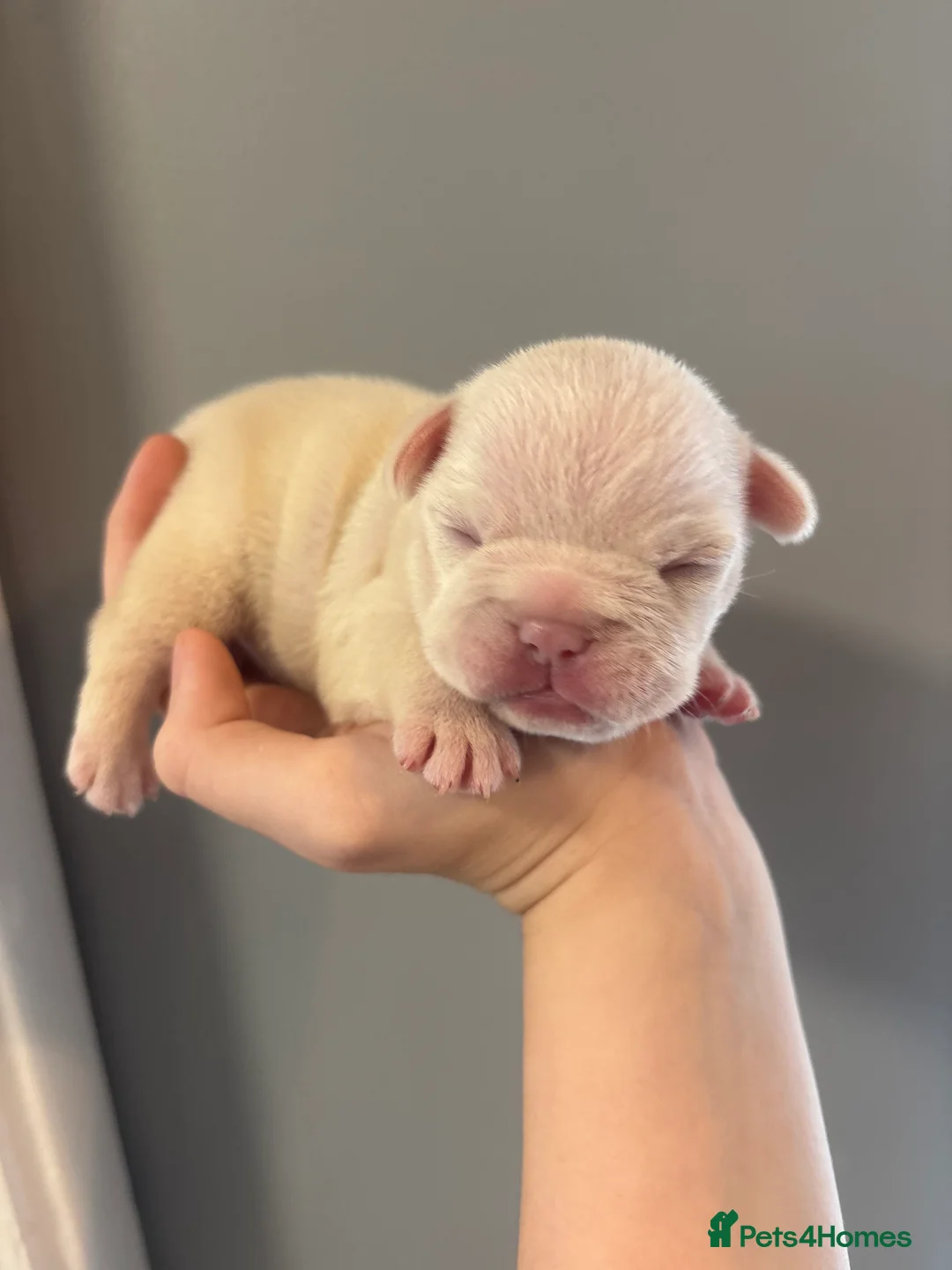 French Bulldog dogs for sale: French bulldog litter  in Southampton - Advert 2