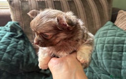 Chihuahua dogs for sale: Gorgeous Fluffy Chihuahua Puppy - Image 7