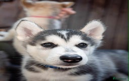 Mixed Breed dogs for sale: Fully vaccinated husky/Malamute Puppies. 3 Left  - Image 26