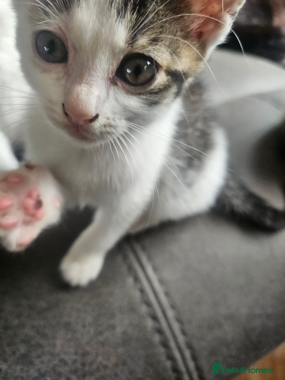 British Shorthair cats for sale: 3 kittens  - Image 7