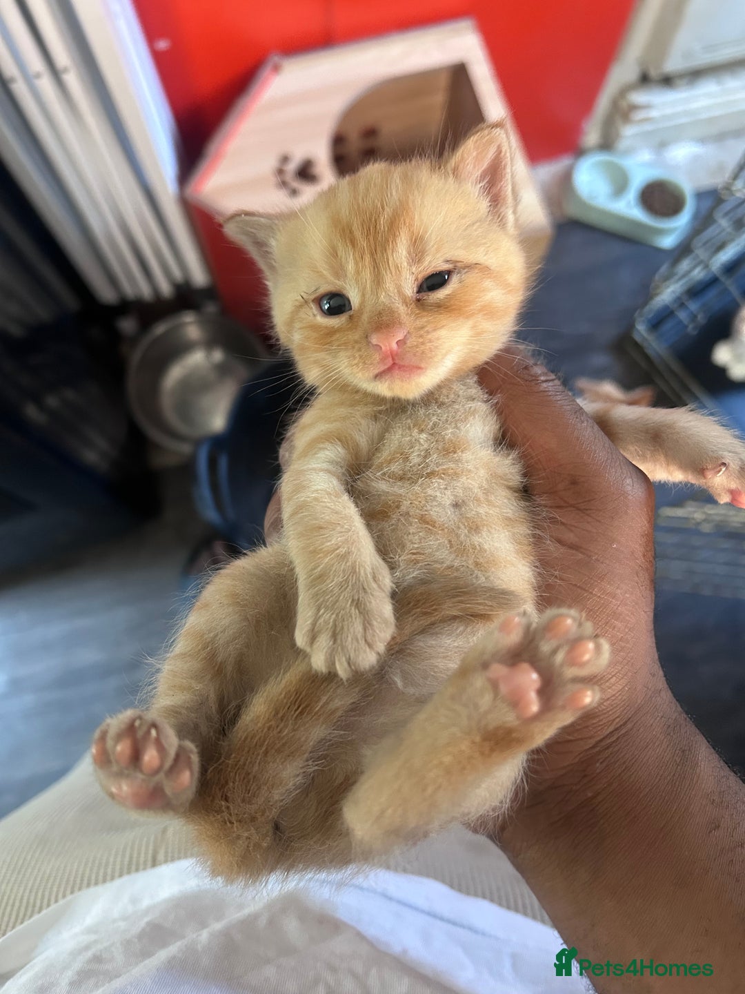 Mixed Breed cats for sale: Beautiful Kittens Available - Image 1