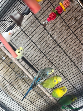 Budgerigars birds - Advert 13