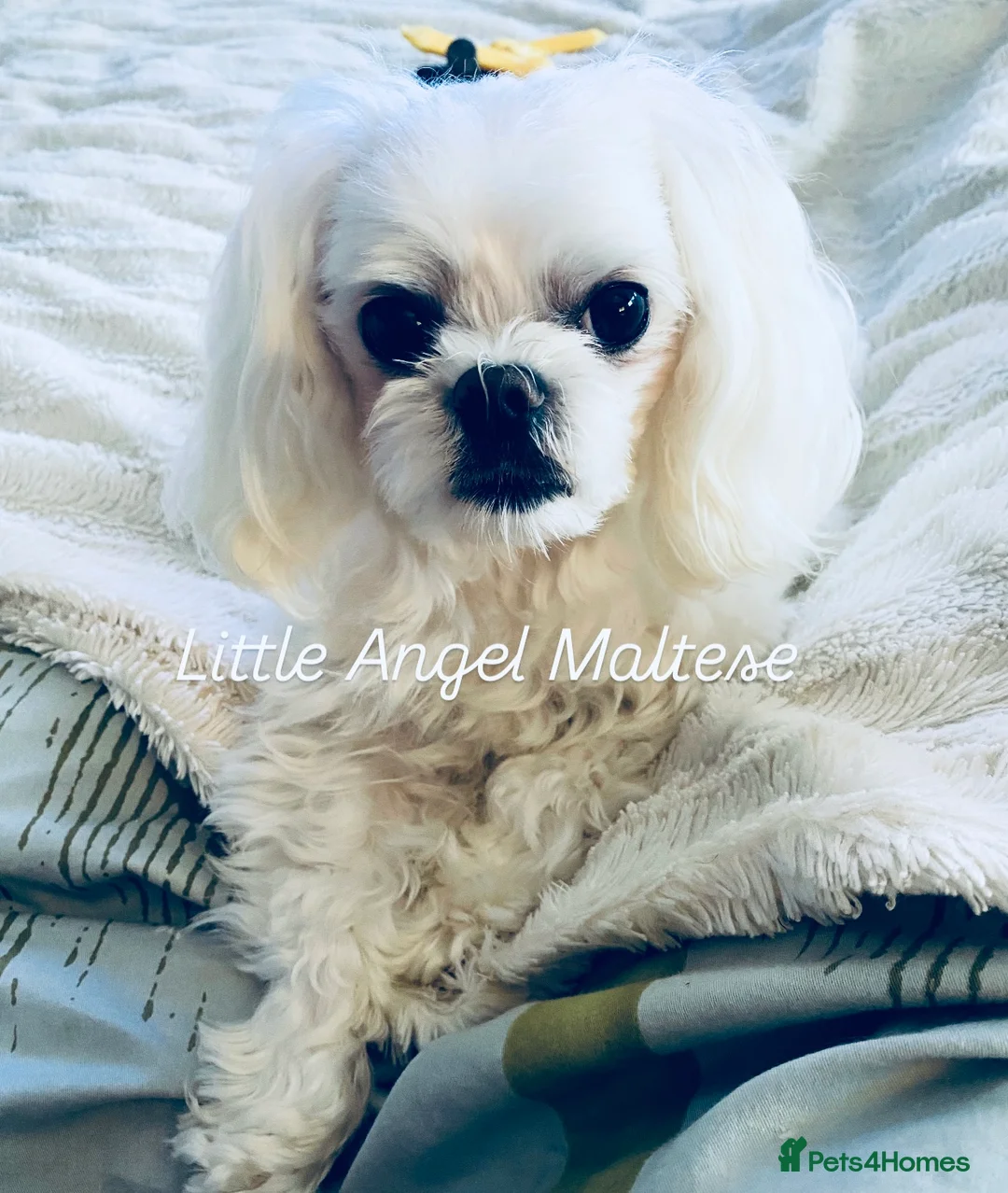 Maltese dogs for stud: 🌟Stunning KC Reg Korean Maltese boy for STUD in Waltham Cross - Advert 4
