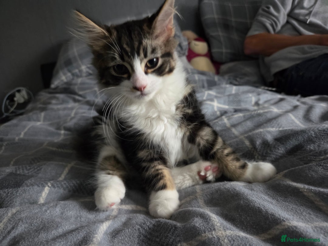 Mixed Breed cats for sale: Fluffy kitten for forever home - Advert 3