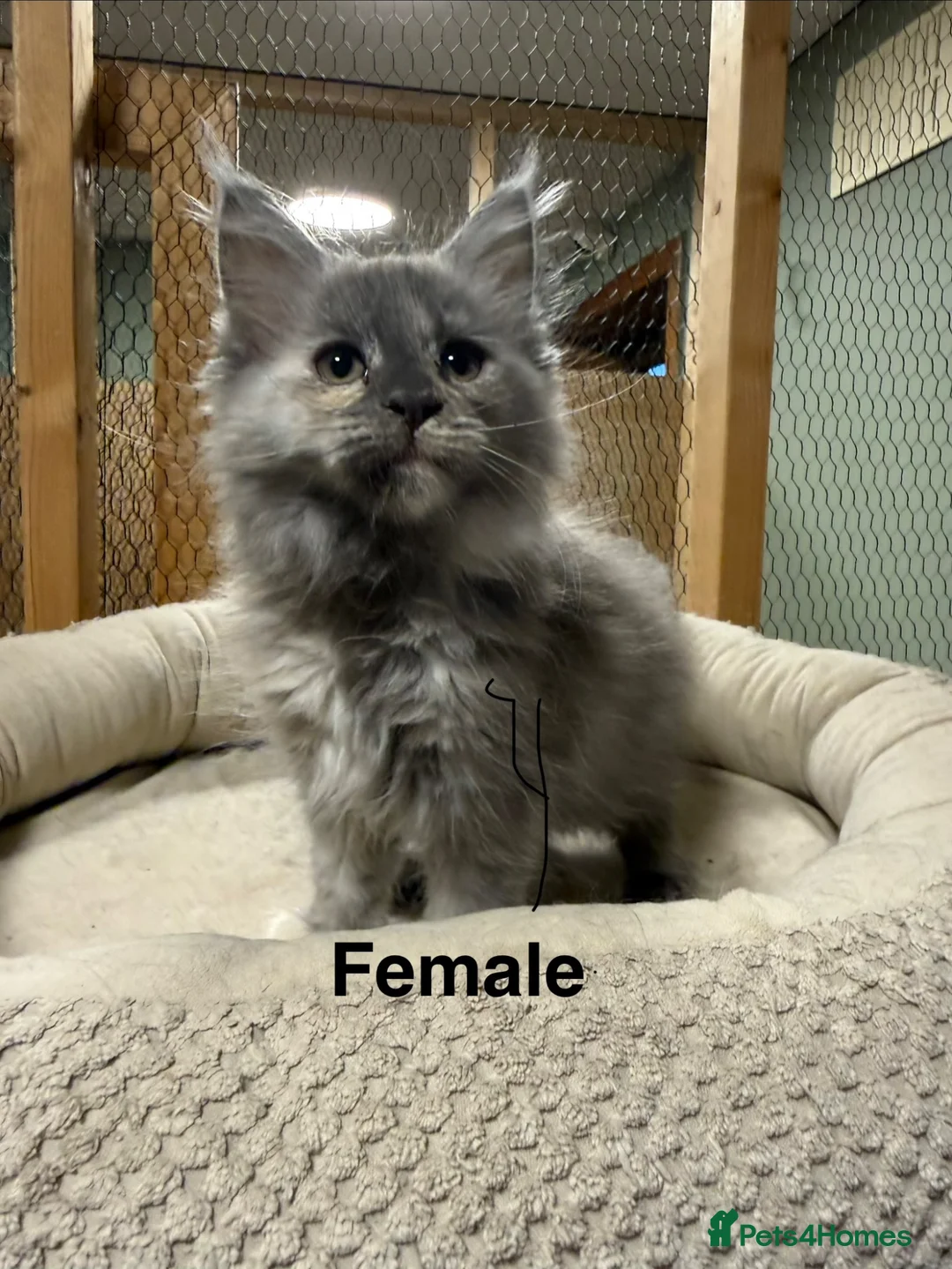 Maine Coon cats for sale: Maine Coon XXL Pedigree Aberdeen  - Advert 2