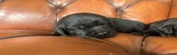 Labrador Retriever dogs for sale: Chunky show Labrador Puppies  - Advert 5