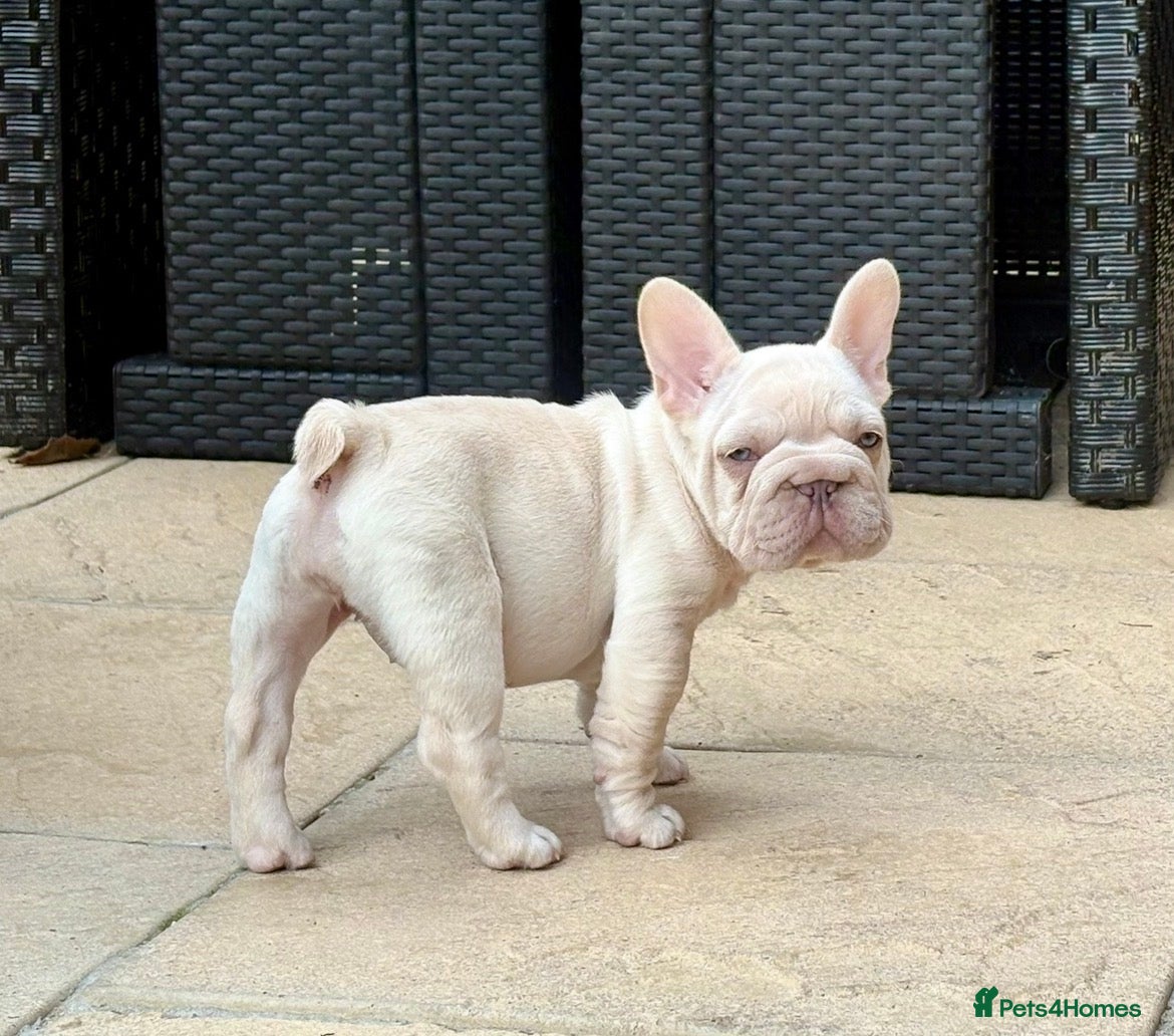 French Bulldog dogs She was my keeper. STUNNING French Bulldog Girl - Advert 17