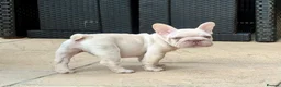 French Bulldog dogs for sale: She was my keeper. STUNNING French Bulldog Girl - Advert 18