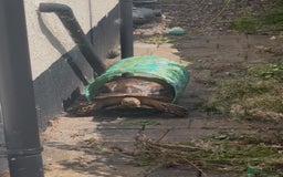 Tortoise reptiles for sale: Sulcata tortoises looking for new homes  - Image 3