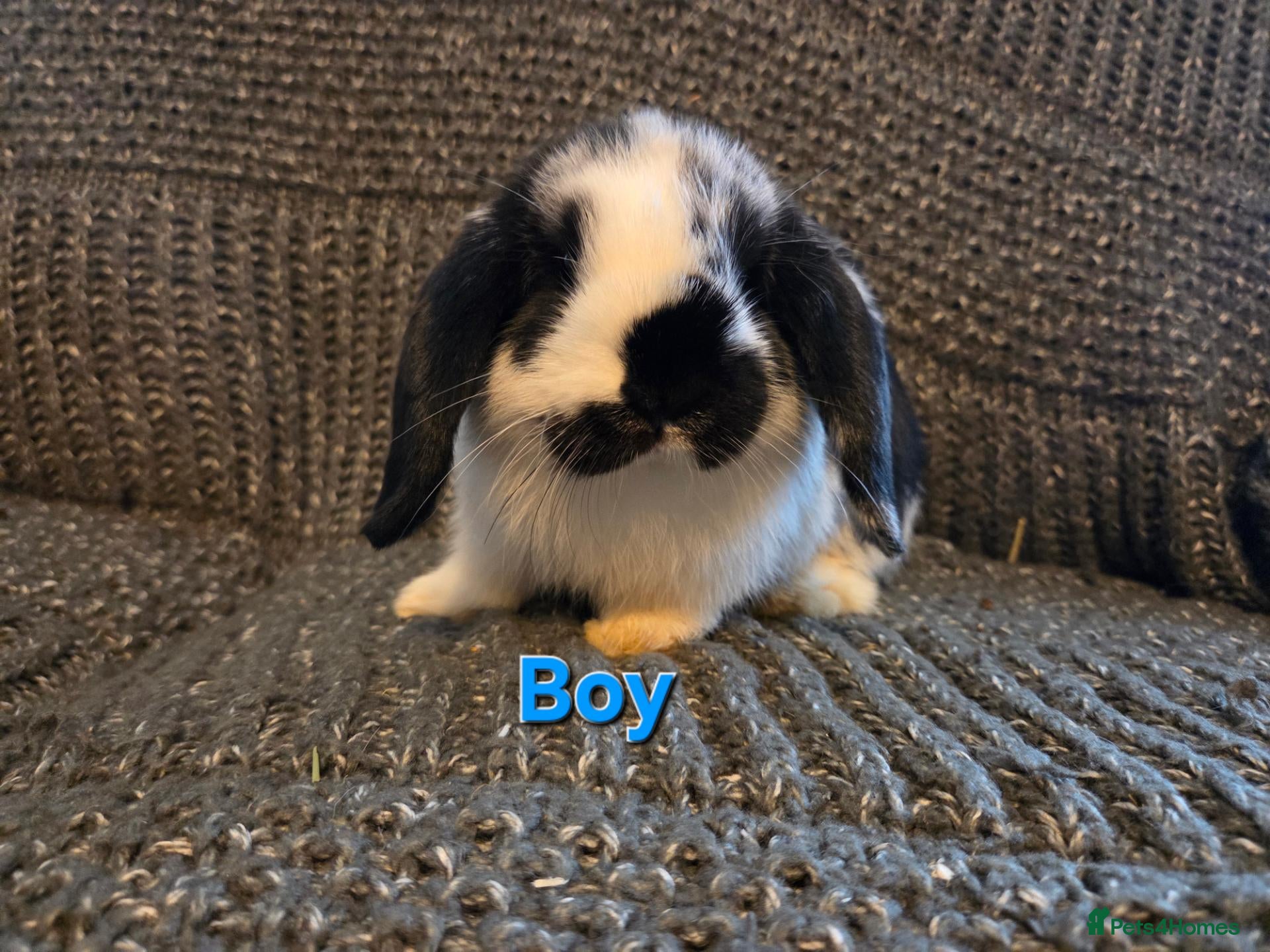 Mini Lop rabbits Very Tame Mini lop Boy & Girl 10 weeks - Advert 2