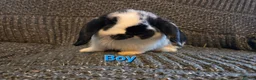 Mini Lop rabbits for sale: Very Tame Mini lop Boy & Girl 10 weeks - Advert 2