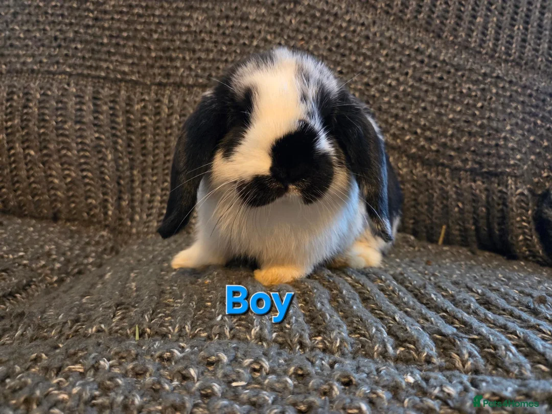 Mini Lop rabbits for sale: Very Tame Mini lop Boy & Girl 10 weeks - Advert 2
