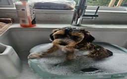 Cockapoo dogs for sale:  7 week old Cockapoos 2 girls ( both sold)  1 boy  - Image 21