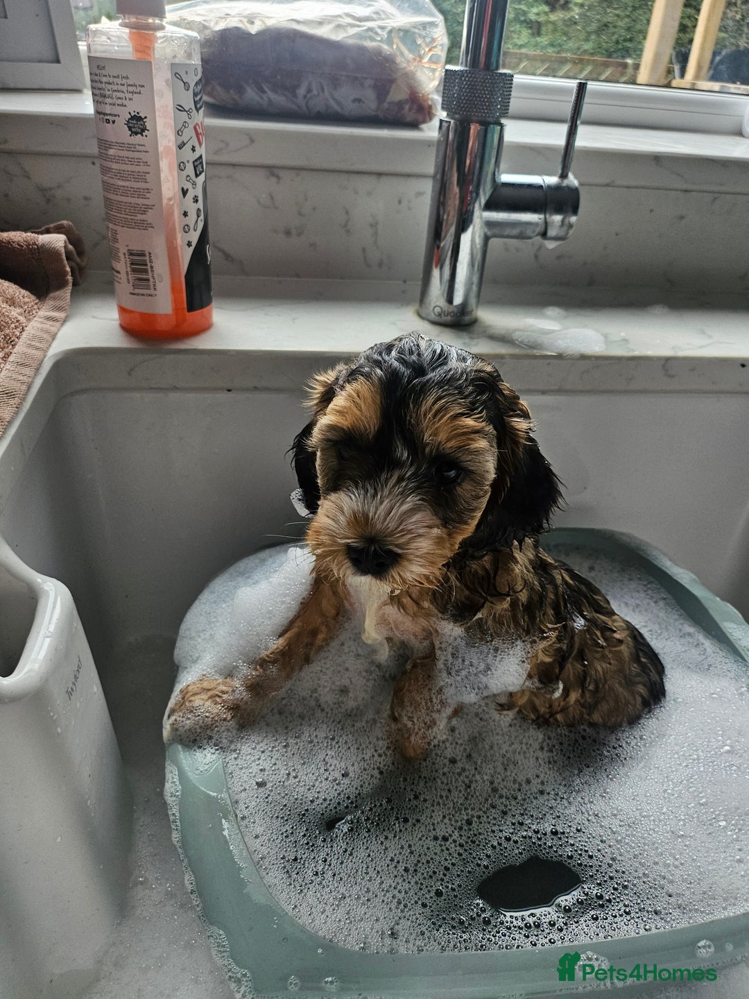 Cockapoo dogs for sale:  7 week old Cockapoos 2 girls ( both sold)  1 boy  - Image 21