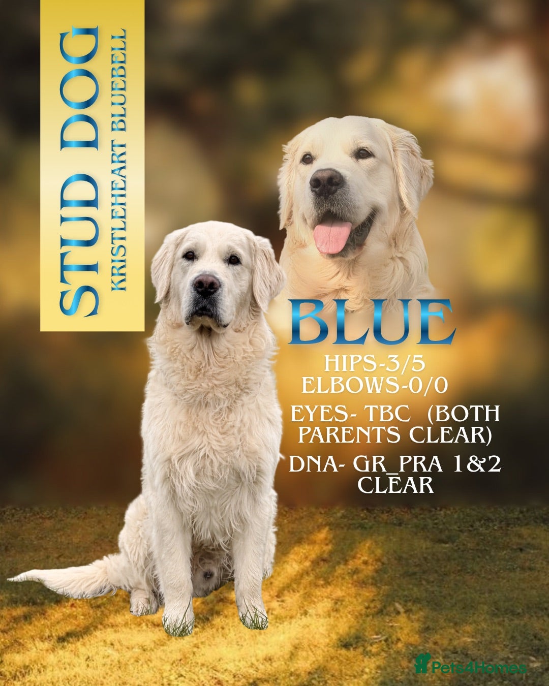 Golden Retriever dogs KC GOLDEN RETRIEVER ⭐️STUD⭐️ - Advert 19