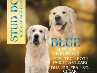 Golden Retriever dogs KC GOLDEN RETRIEVER ⭐️STUD⭐️ - Advert 1