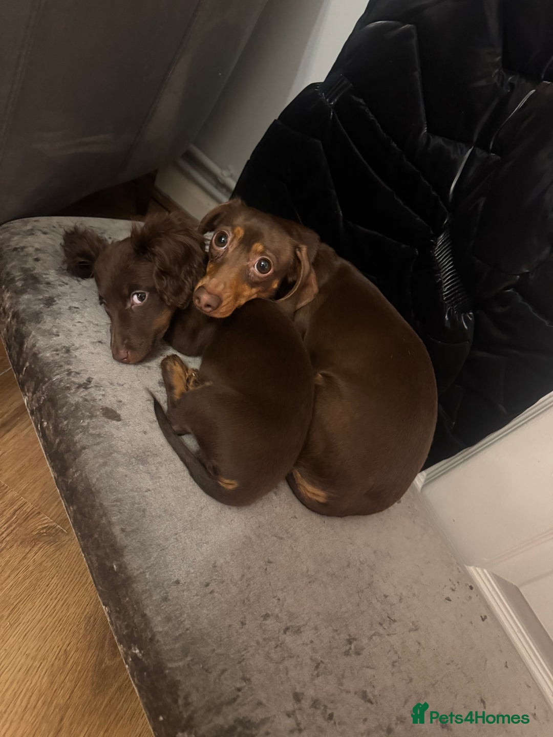 Dachshund dogs for sale: Female  - Advert 4