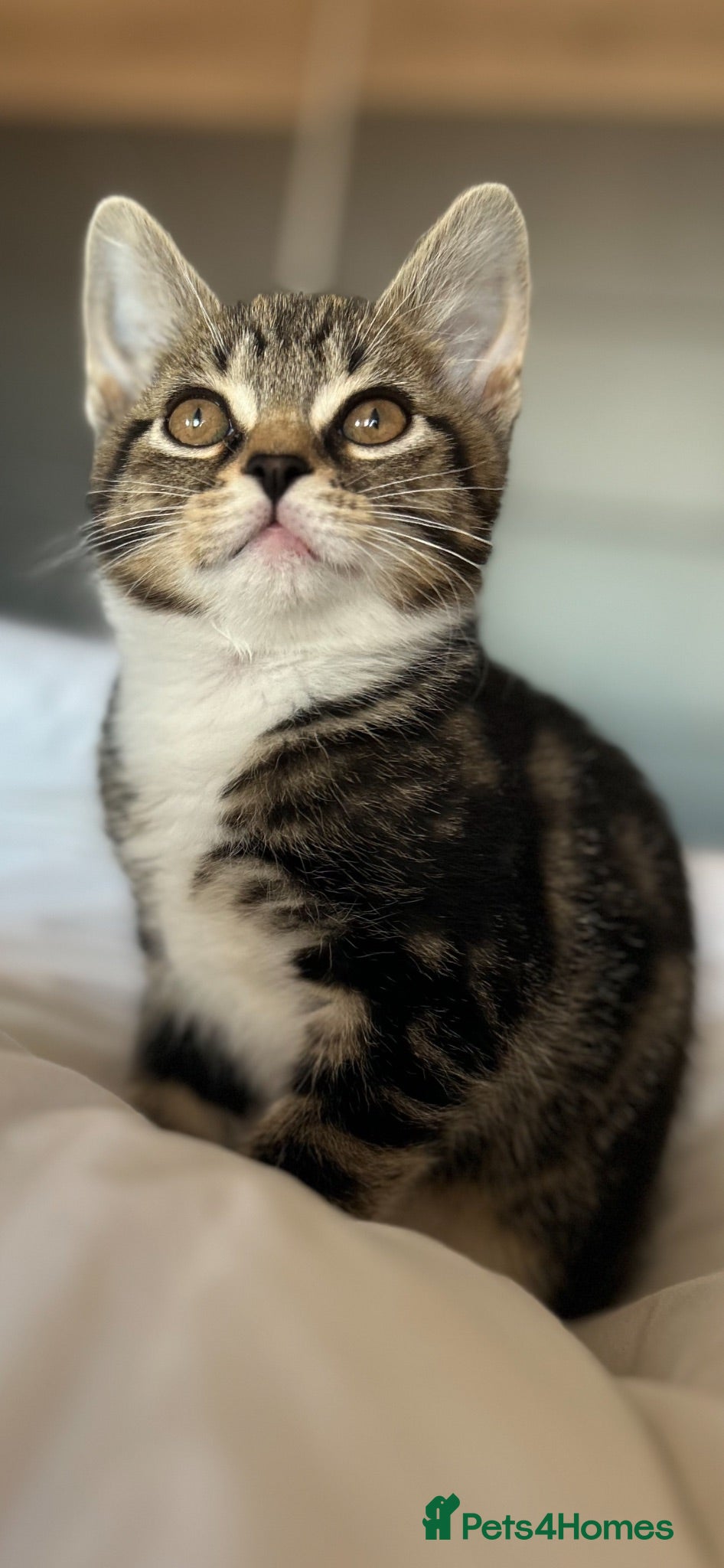 Mixed Breed cats Adorable BSH X REDUCED - Advert 1