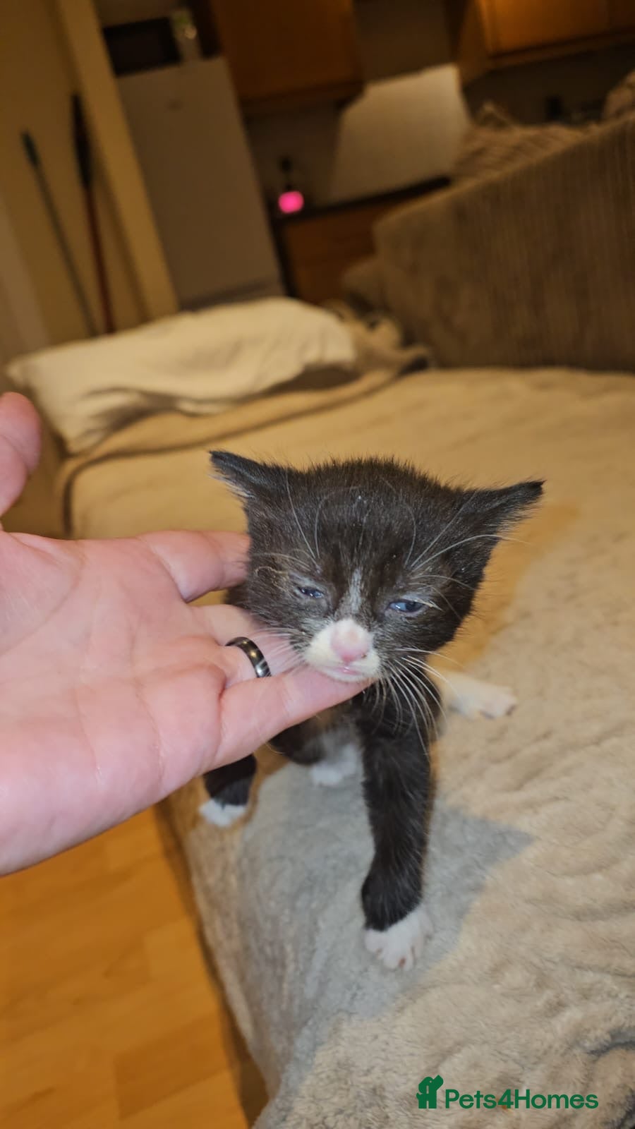 Domestic Shorthair cats Tuxedo rescue kitten needs his own home - Advert 2