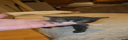 Domestic Shorthair cats for adoption: Tuxedo rescue kitten needs his own home - Advert 1
