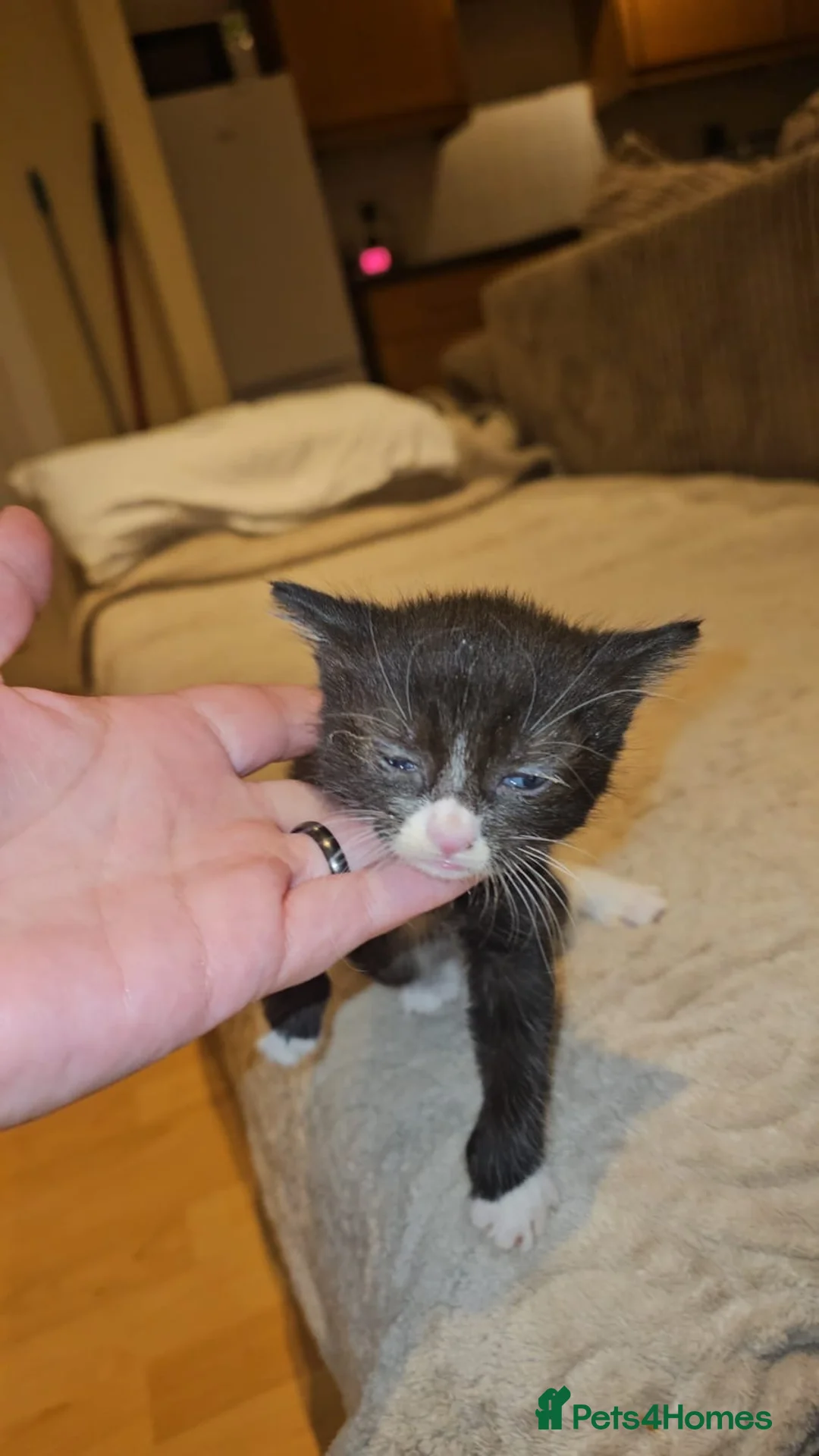 Domestic Shorthair cats for adoption: Tuxedo rescue kitten needs his own home - Advert 1