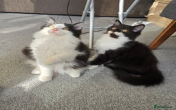 British Longhair cats for sale: British Long Hair Male kittens ( only 2 left) - Image 1
