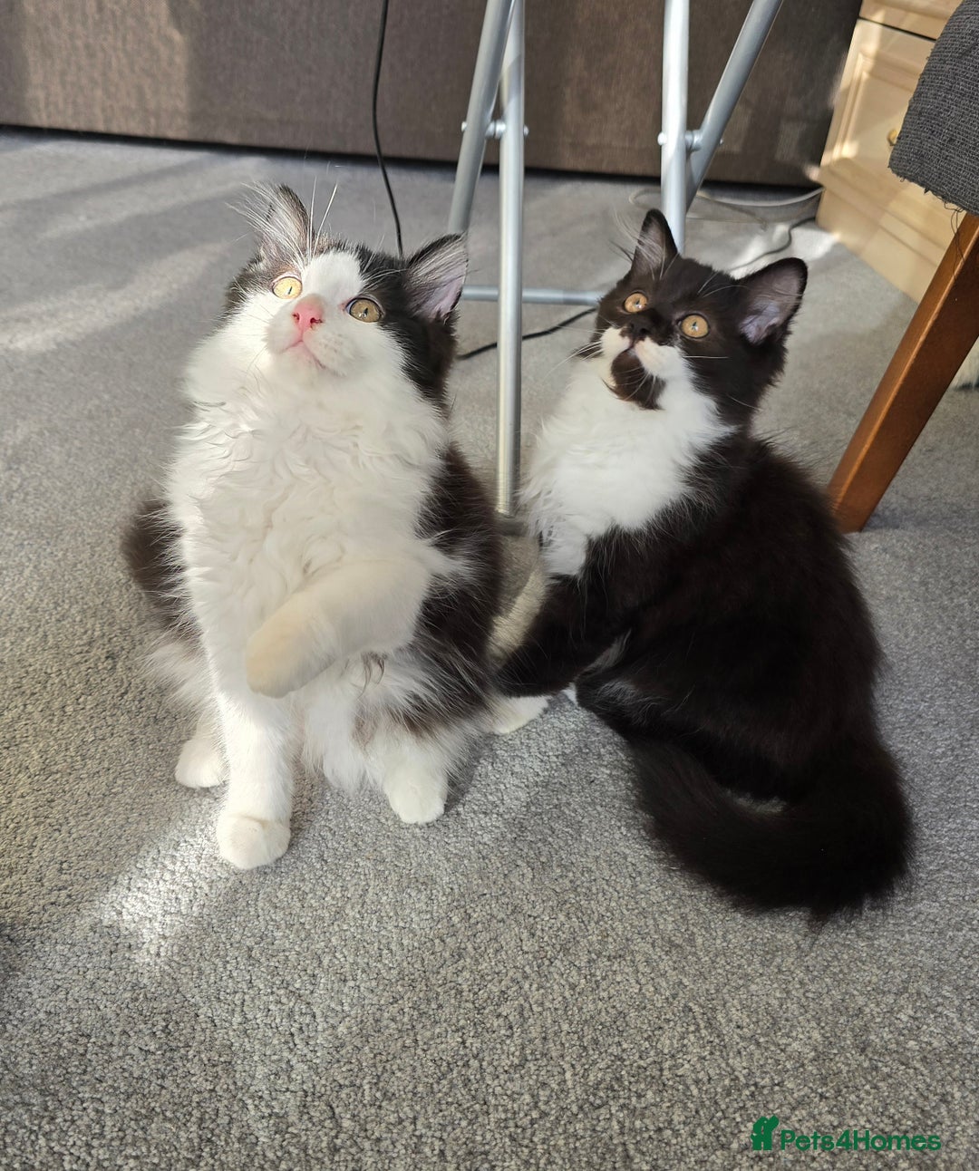 British Longhair cats for sale: British Long Hair Male kittens ( only 2 left) - Image 1