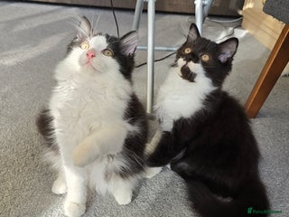 British Longhair cats - Advert 2