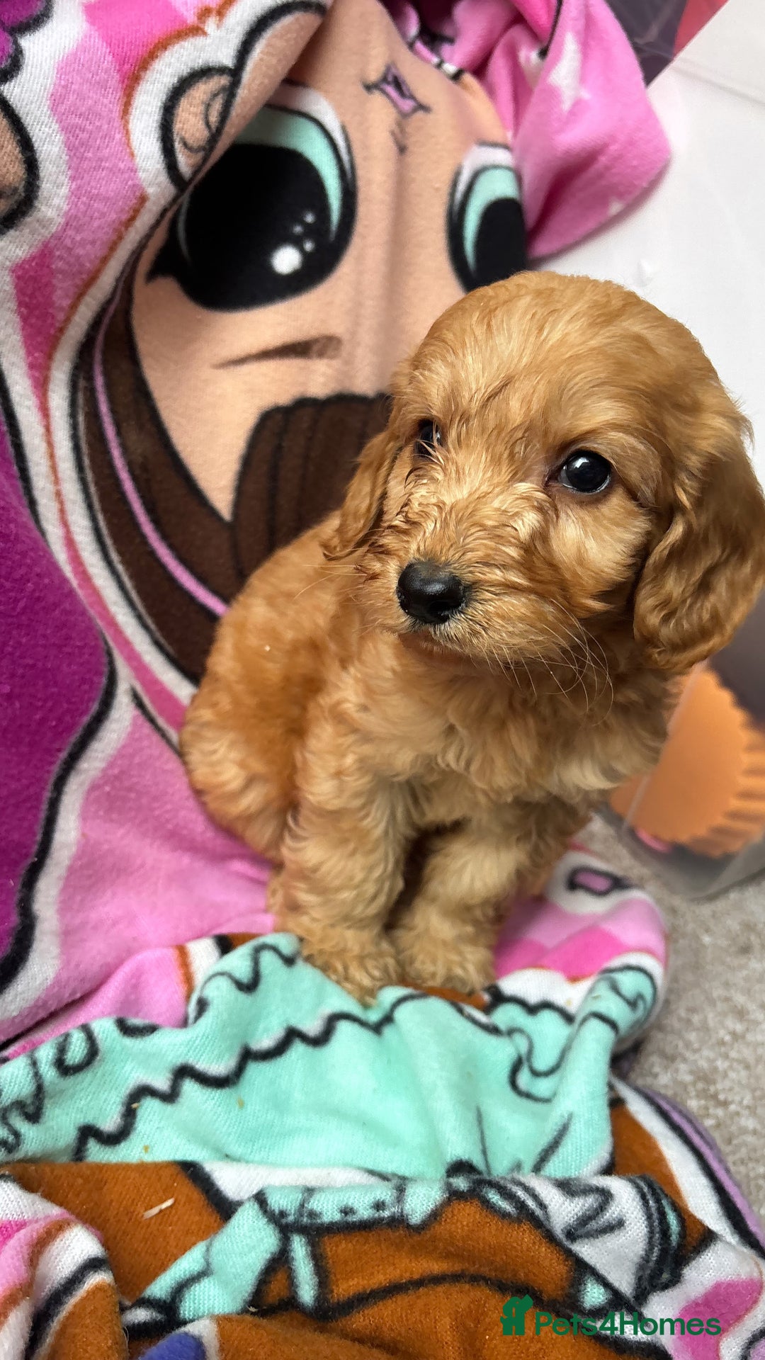 Cockapoo dogs for sale: F1 Cockapoo puppies - Advert 1
