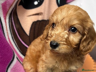 Cockapoo dogs F1 Cockapoo puppies - Advert 3